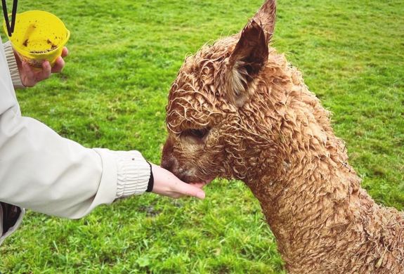 Alpaca meet