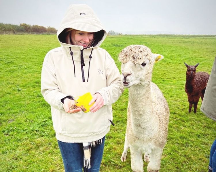 meeting alpacas
