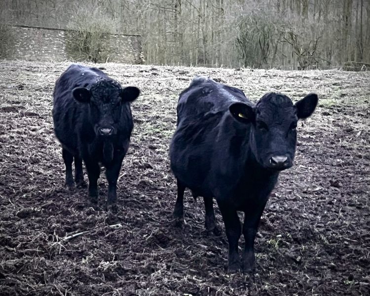 cow cuddling experience in shropshire