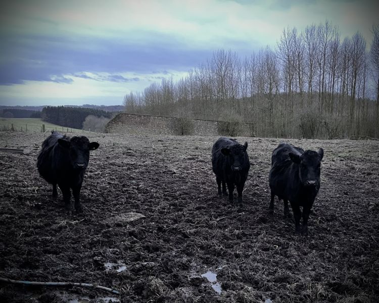 cow cuddling experience in shropshire