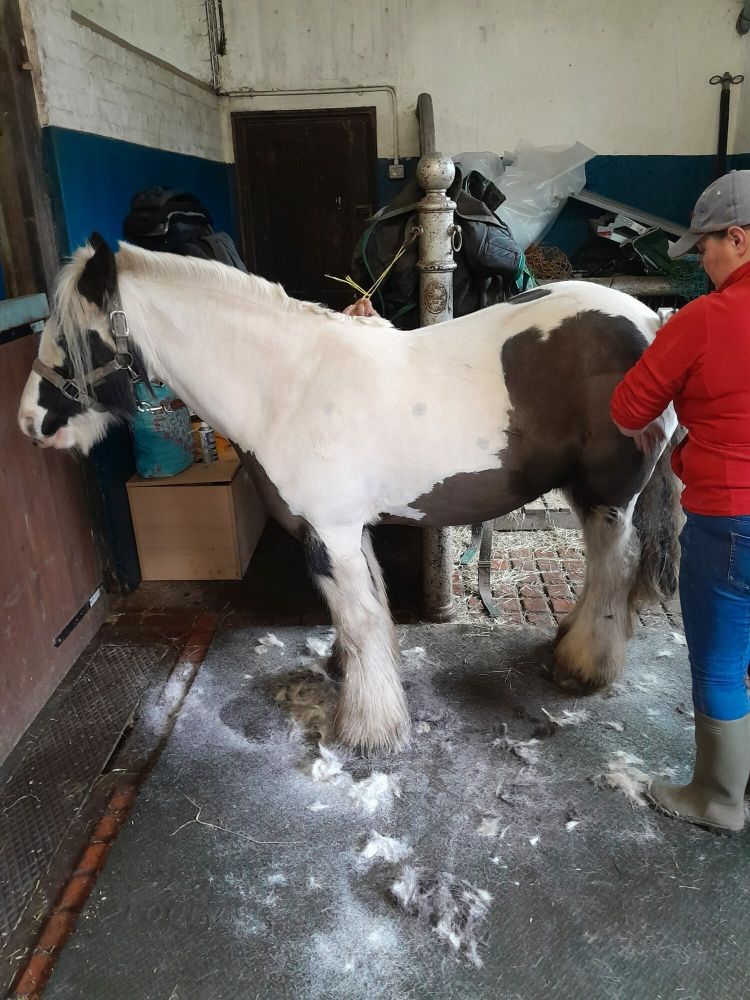 horse care and carriage driving experience with lunch