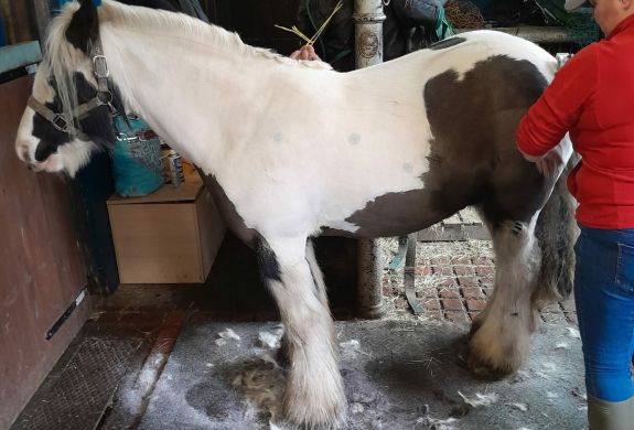 horse care and carriage driving experience with lunch