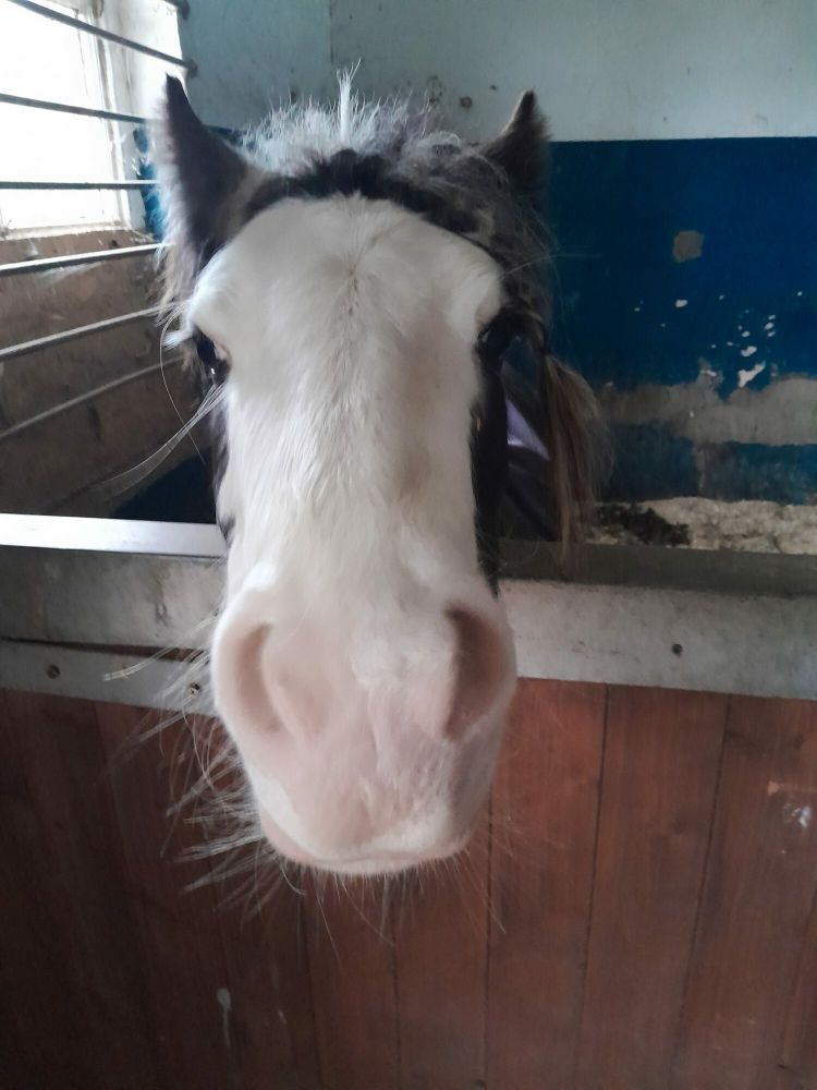 horse care and carriage driving experience with lunch