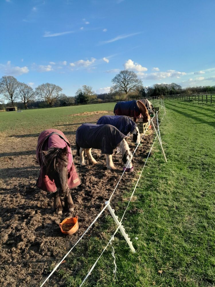horse care and carriage driving experience with lunch
