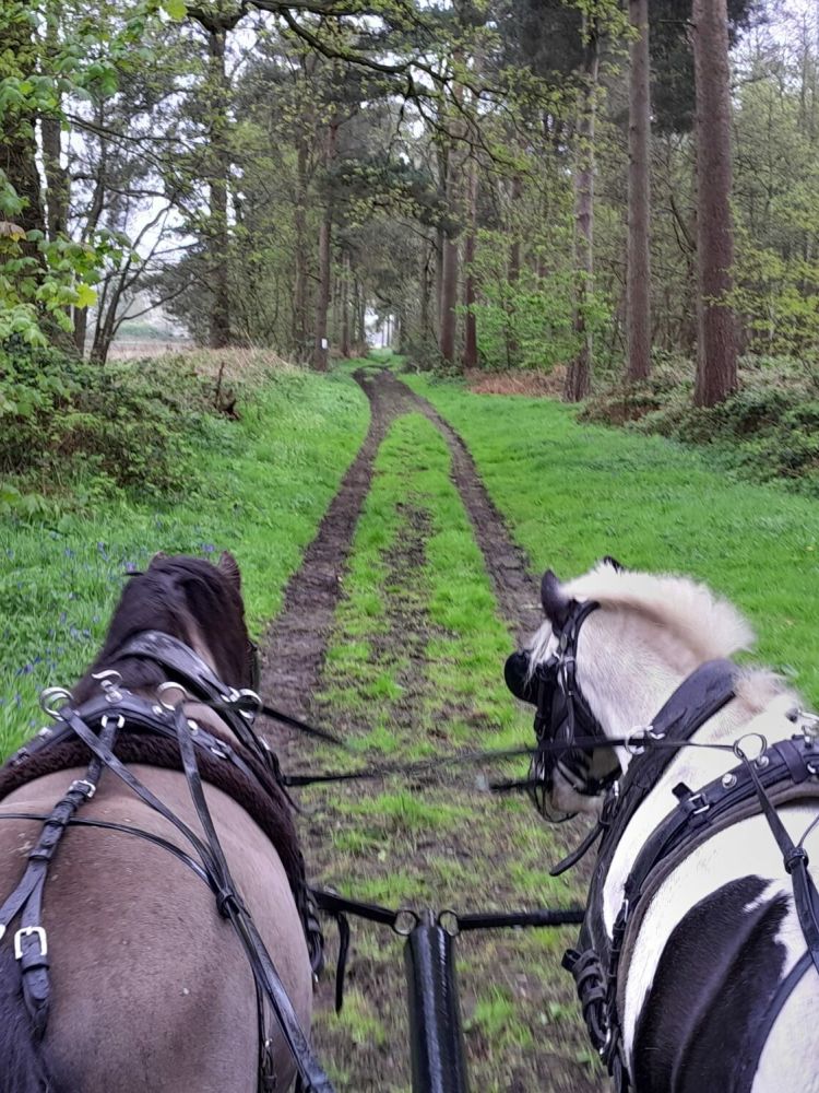horse care and carriage driving experience with lunch