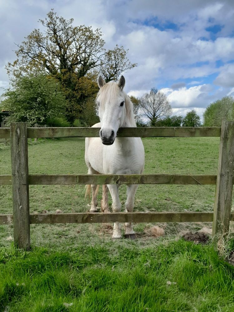 horse care and carriage driving experience with lunch