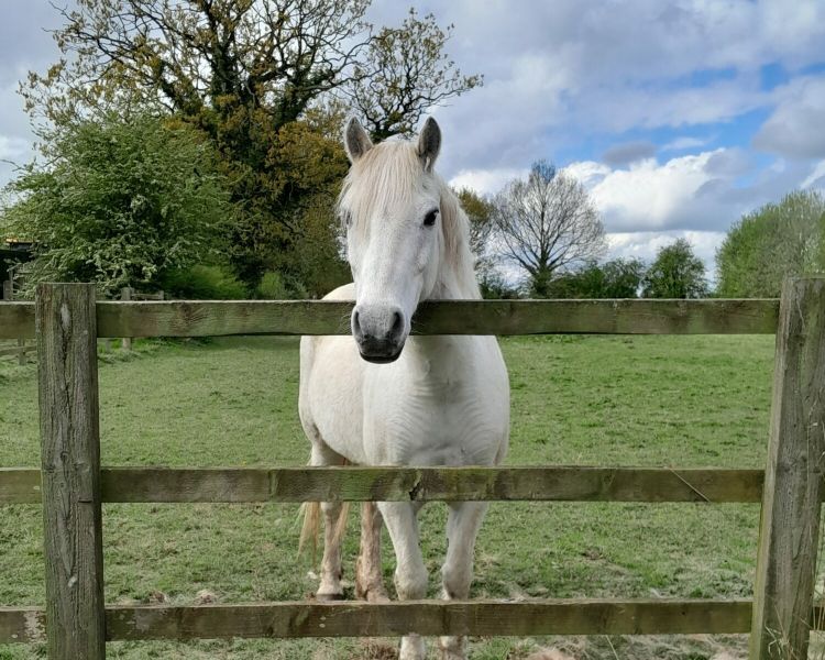 horse care and carriage driving experience with lunch