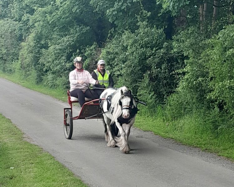carriage driving experience