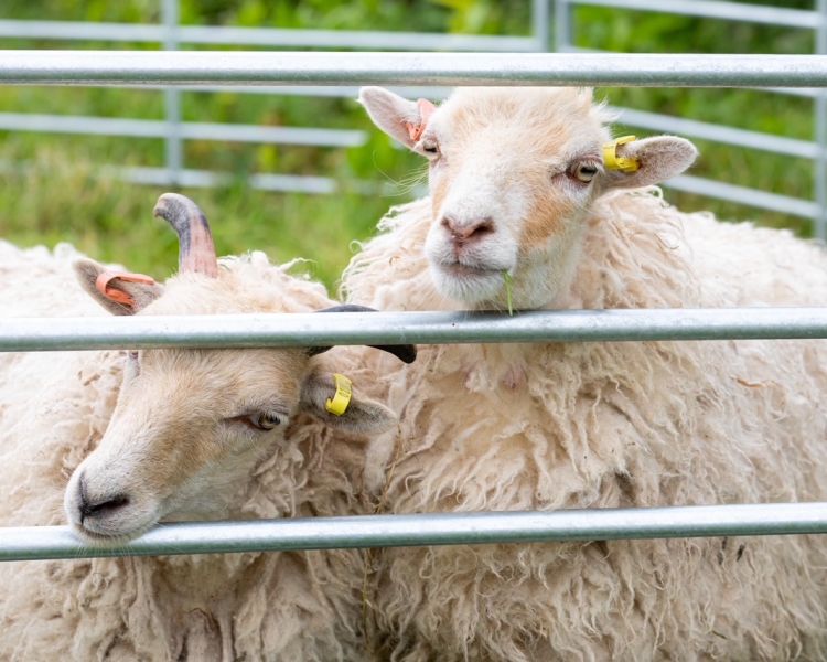 Frankley Alpacas 085