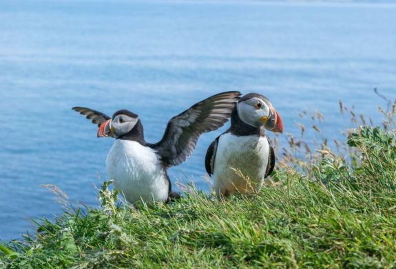 Puffin island