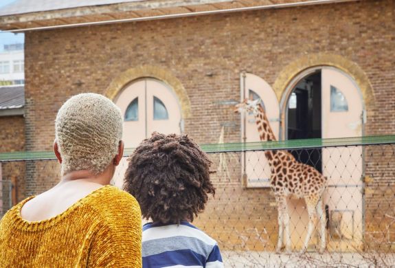 London zoo giraffe
