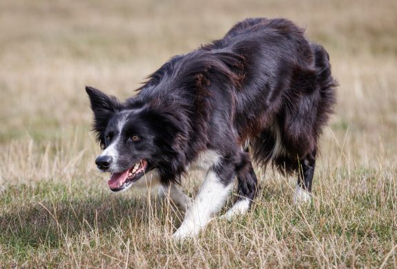 a border collie sheepdog stalking in a field on a sheepdog training experience day