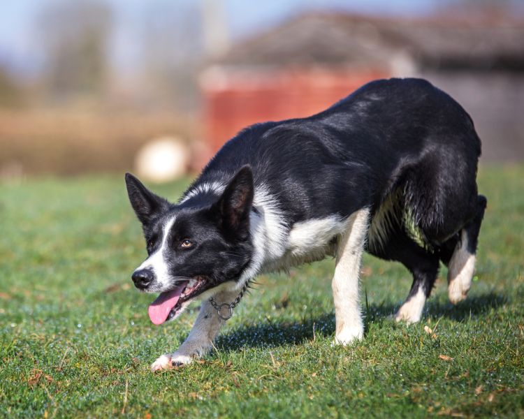 lara the sheepdog stalking in a field on a sheepdog training experience day