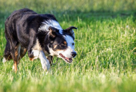 mist the border collie stalking in the grass on a sheepdog training experience day
