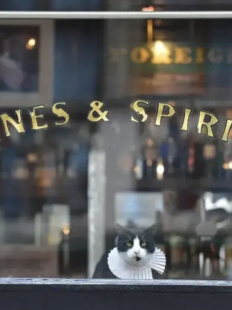 a black and white cat wearing an elizabethan ruff looking out the window of a pub seen on a secret london pub walking tour