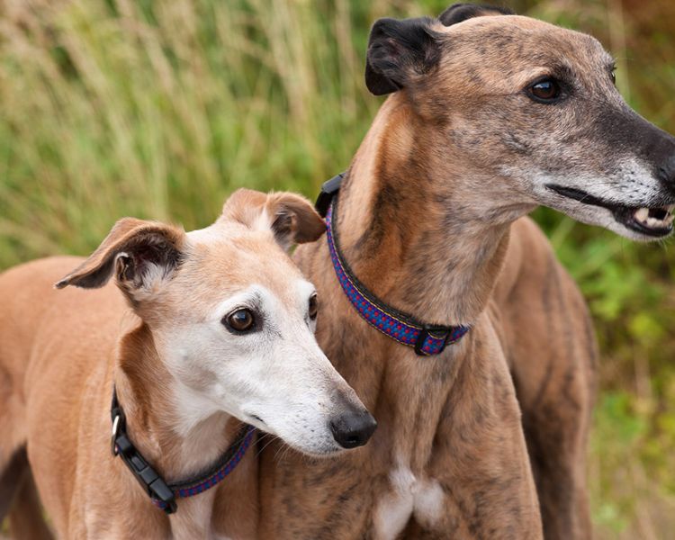 photo of two whippets taken outside on a pet photoshoot