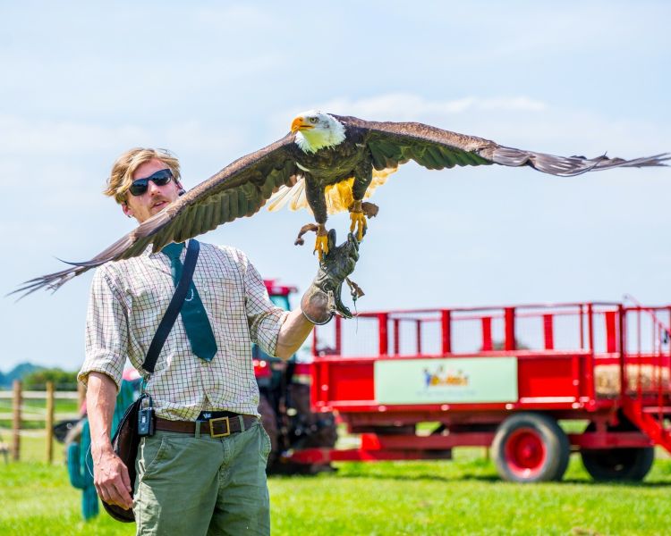 a man with a large bird of prey flying off his arm as part of a falconry experience for 3