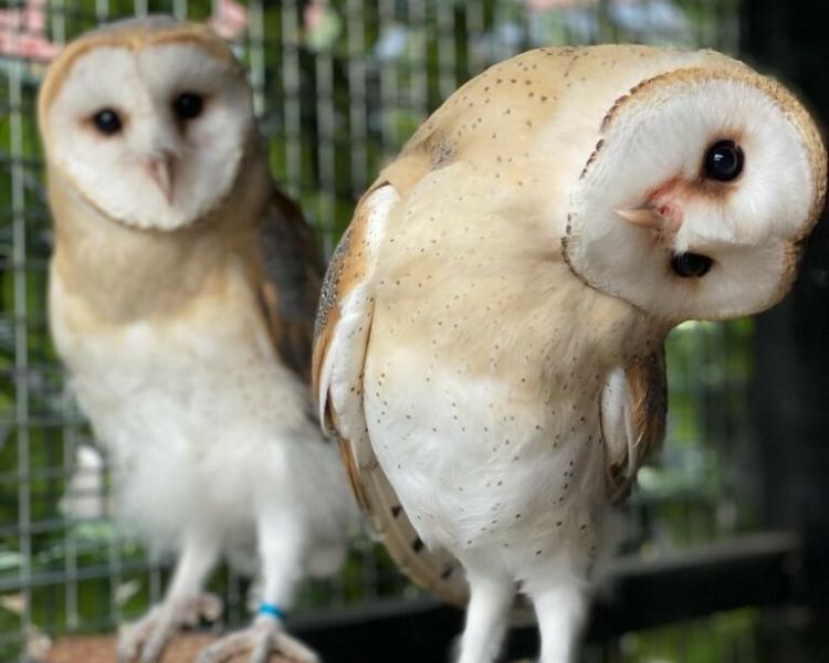 two owls on a branch in an enclosure as part of a falconry experience day