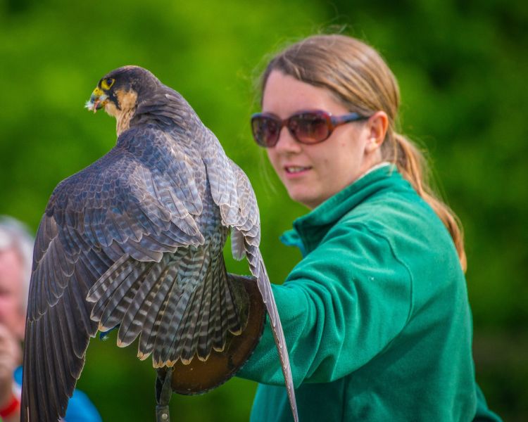 a woman with a bird of prey on her arm during a falconry handler safety briefing as part of a falconry experience day
