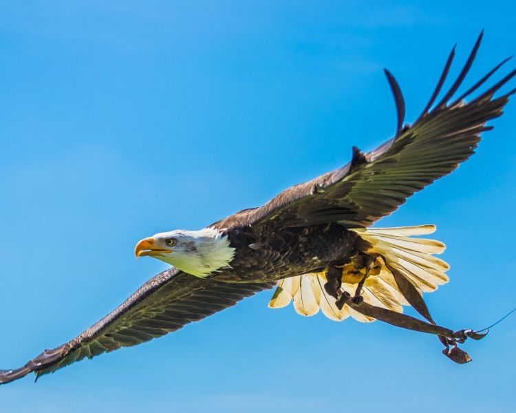a bird of prey flying through the sky as part of a falconry experience day