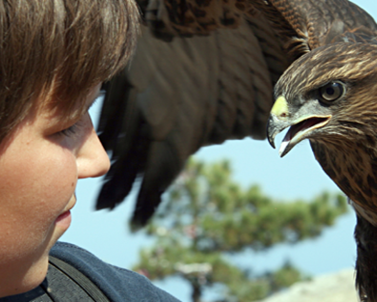 a young person handling a bird of prey as part of a falconry handling experience for 2