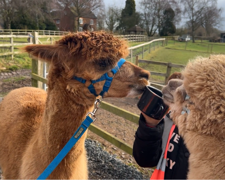 close up of two alpacas in a pen as art of an alpaca experience day