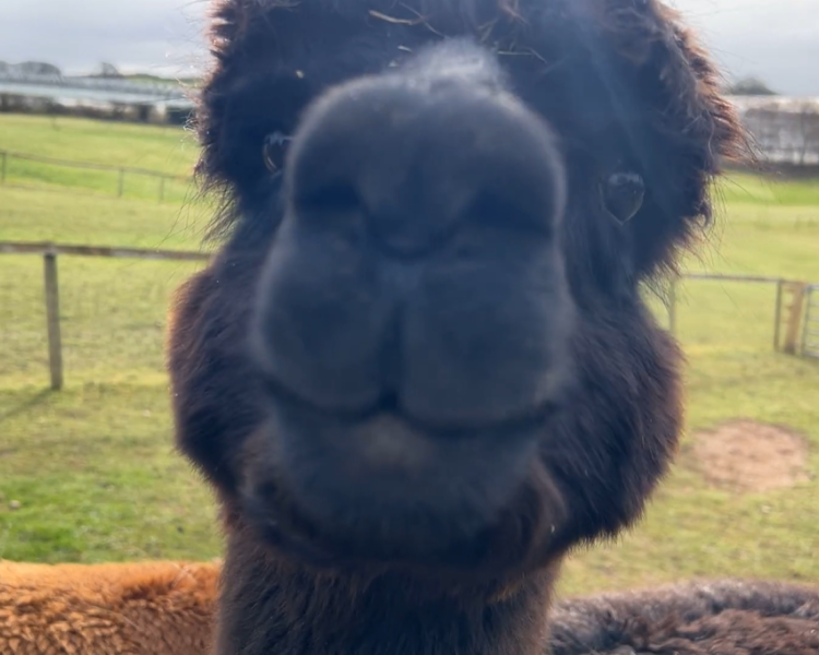 a close up of an alpacas head as part of an alpaca experience day