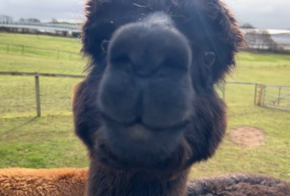 a close up of an alpacas head as part of an alpaca experience day