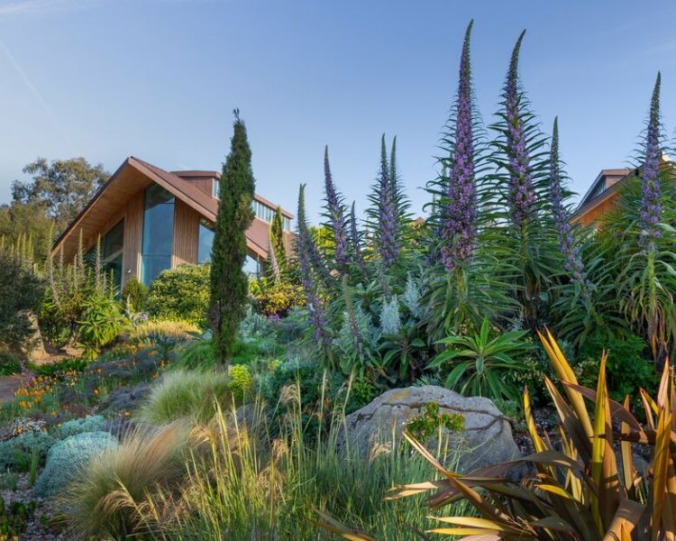 the dry garden at rhs hyde hall in essex