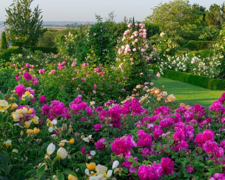 the rose gardens full of pink roses at rhs hyde hall in essex