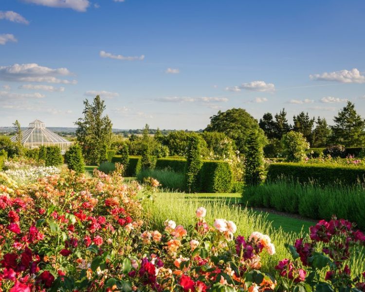 a view of the rose gardens at rhs hyde hall in essex