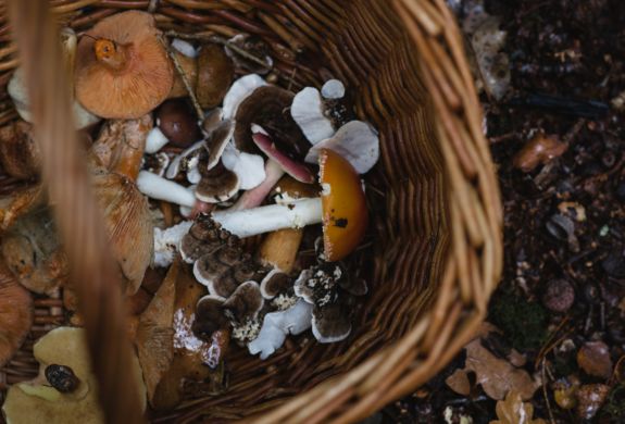 Basket of foraged mushrooms jpg