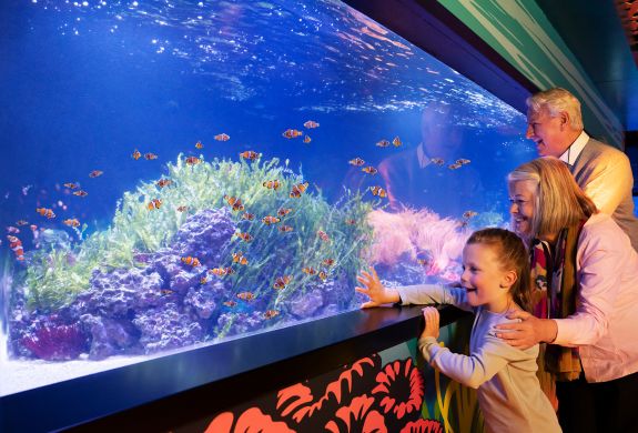 a man, woman and a child looking at fish in an aquarium at sea life london