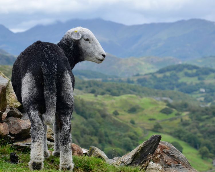 Old man at coniston in the lake district