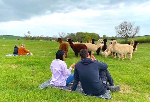 man and woman sitting on a blanket in a field watching a group of alpacas