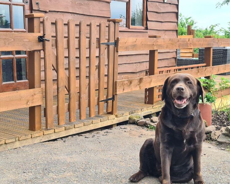 Dog outside of mountain view lodge
