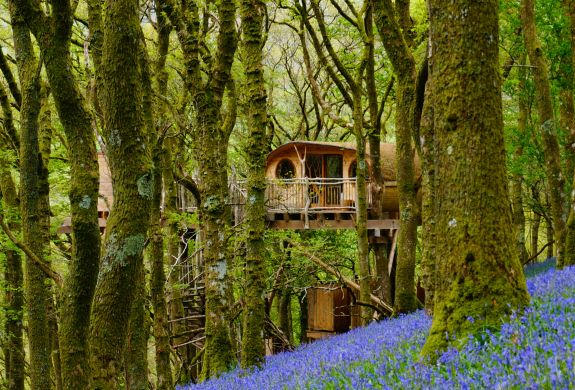 a treehouse in the woods with bluebells on the woodland floor