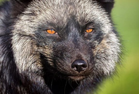 Silver fox seen on a fox encounter experience at a wildlife park in lincolnshire