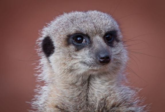 Meerkat seen on a meerkat encounter experience at a wildlife park in lincolnshire
