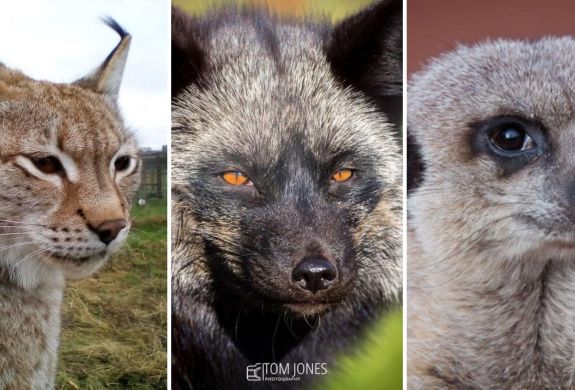 Split photo showing a wildcat silver fox and meerkat for an animal encounter experience