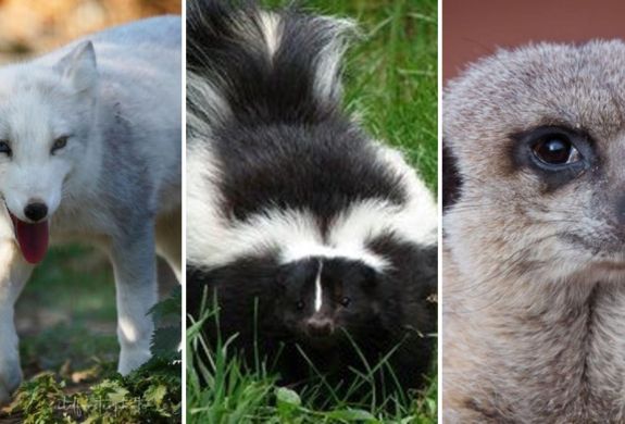 Split photo showing an arctic fox striped skunk and meerkat for an animal encounter experience