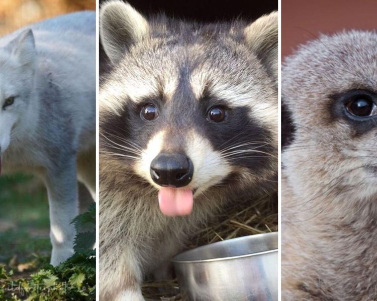 Split photo showing an arctic fox racoon and meerkat for an animal encounter experience