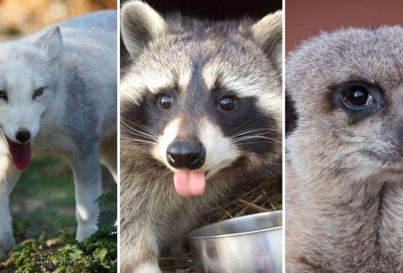 Split photo showing an arctic fox racoon and meerkat for an animal encounter experience