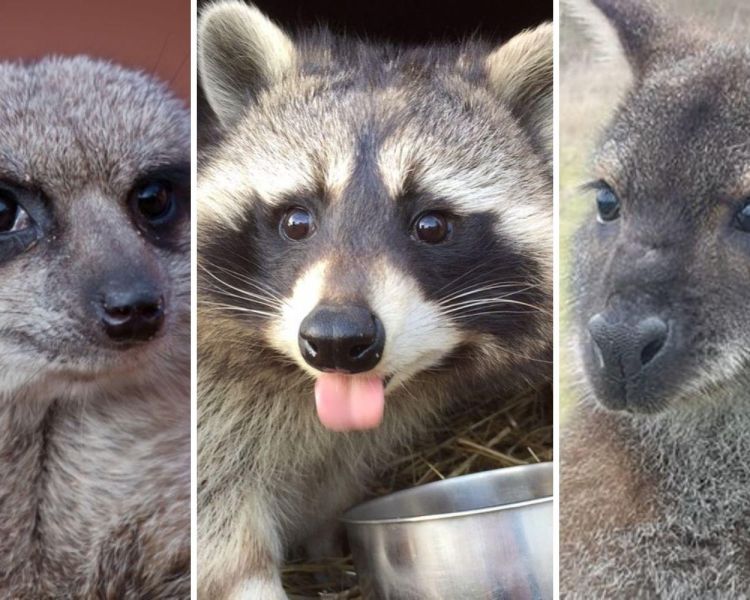 Split photo showing a meerkat racoon and a kangaroo for an animal encounter experience