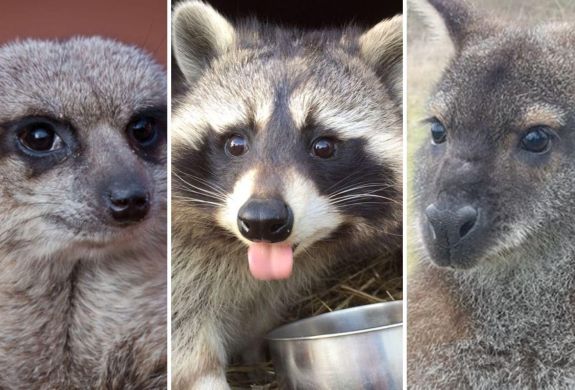 Split photo showing a meerkat racoon and a kangaroo for an animal encounter experience