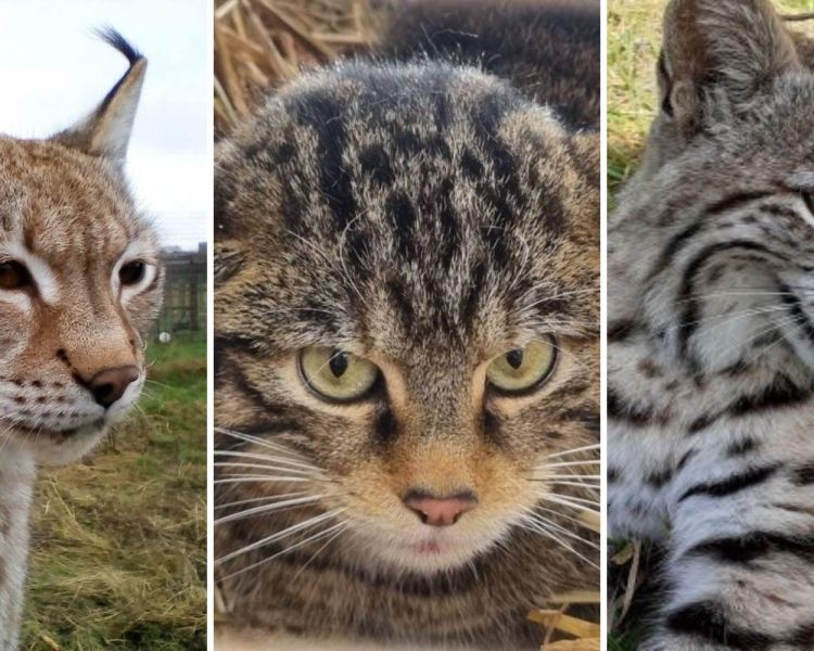 Split photo showing three different wildcats for an animal encounter experience