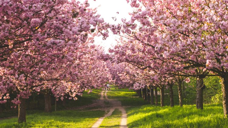 Cherry blossom tree walk