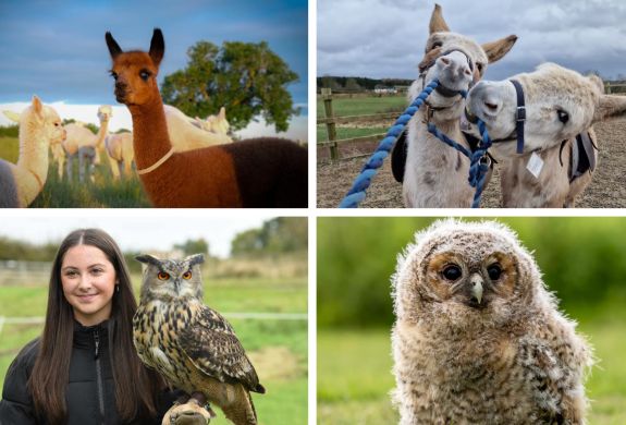 Gift card animal encounters