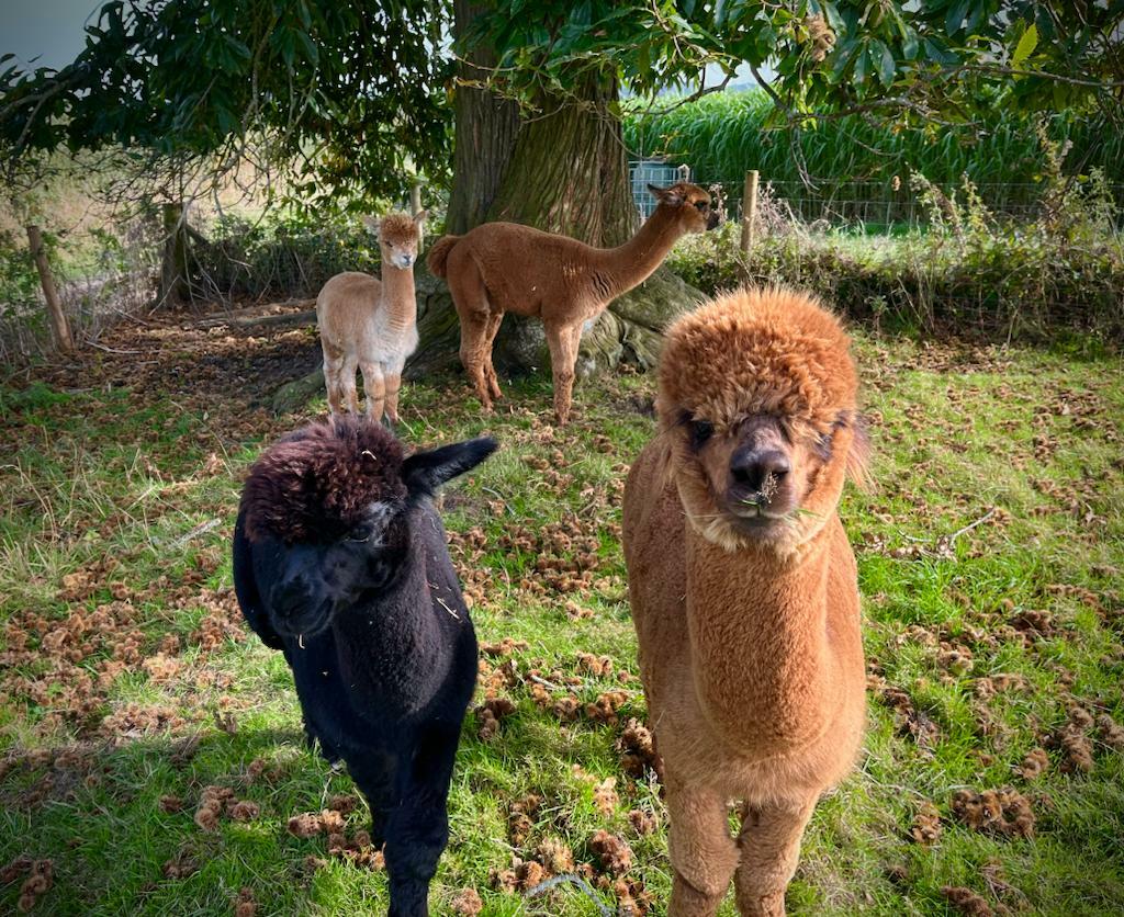 brown and black alpacas