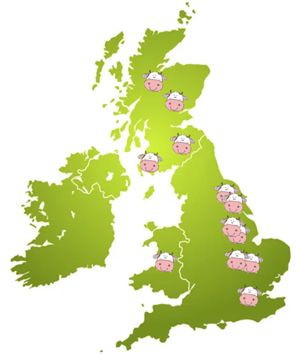 Cow Cuddling locations in the UK